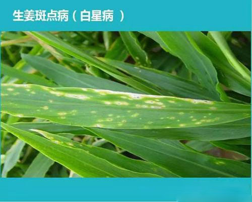 姜斑點病,滴灌專用肥 姜斑點病,滴灌專用肥