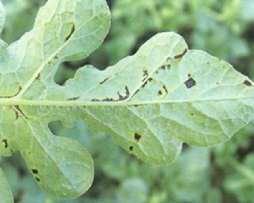 西瓜細(xì)菌性角斑病,果樹葉面肥