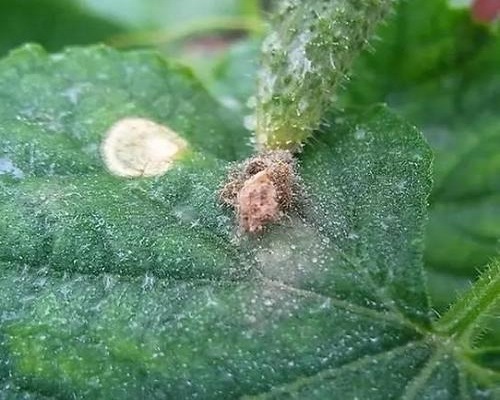 西瓜細菌性軟腐病,沖施肥生產(chǎn) 西瓜細菌性軟腐病,沖施肥生產(chǎn)
