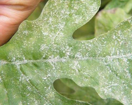西瓜立枯病,大量元素水溶肥標準 西瓜立枯病,大量元素水溶肥標準