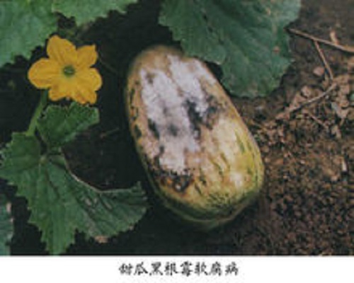 甜瓜棉腐病,有機水溶肥