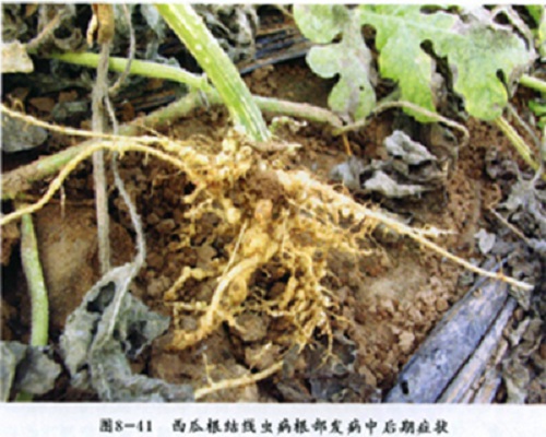 甜瓜根結(jié)線蟲病,進(jìn)口沖施肥
