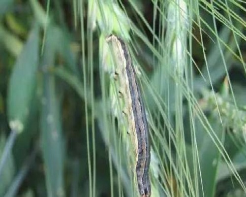 小麥黏蟲(chóng),腐植酸水溶肥料批發(fā)
