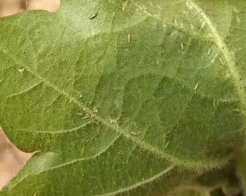 棉薊馬,沖施肥價格