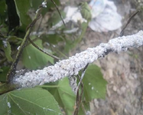 棉花粉蚧,有機(jī)水溶肥廠家