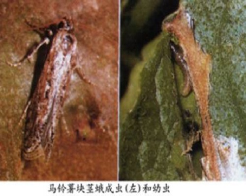 馬鈴薯塊莖蛾,沖施肥價格