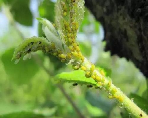 蘋果綿蚜,國(guó)產(chǎn)最好的水溶肥牌子