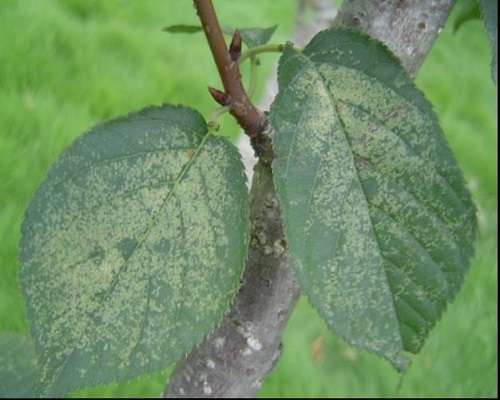 梨網(wǎng)蝽,水溶肥價格多少錢