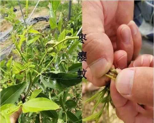 棗癭蚊,水溶肥生產(chǎn)廠家 棗癭蚊,水溶肥生產(chǎn)廠家