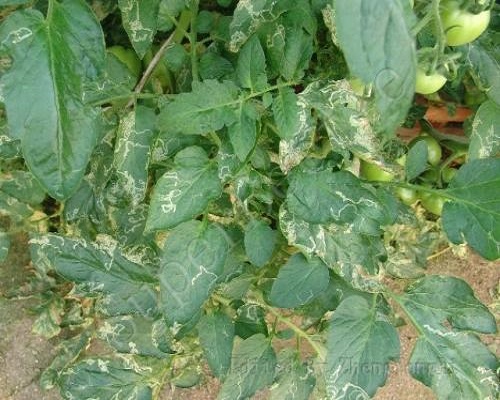 番茄斑潛蠅,沖施肥