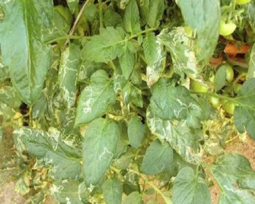 番茄斑潛蠅,水溶肥廠家 番茄斑潛蠅,水溶肥廠家