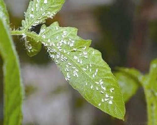 茄果類(lèi)溫室白粉虱,水溶肥價(jià)格