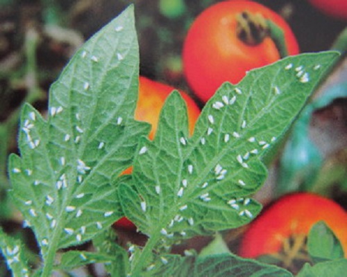 茄果類(lèi)溫室白粉虱,氨基酸葉面肥