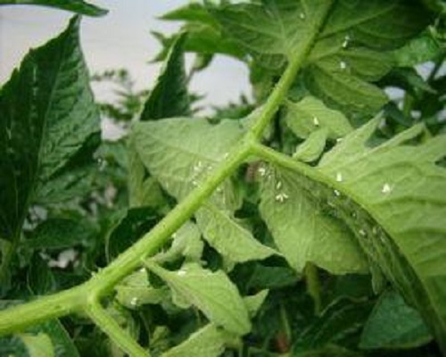 茄果類(lèi)溫室白粉虱,蔬菜沖施肥 茄果類(lèi)溫室白粉虱,蔬菜沖施肥