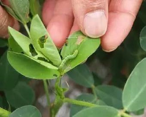 甜菜夜蛾,水溶肥生產(chǎn)廠家