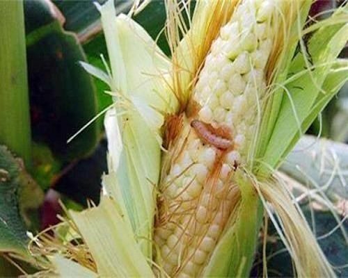 玉米螟,蔬菜沖施肥 玉米螟,蔬菜沖施肥