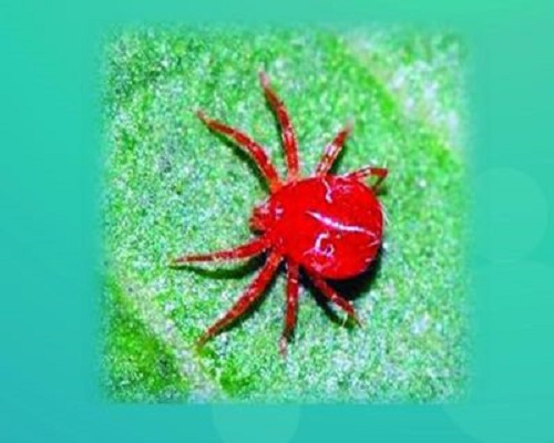 紅葉螨,沖施肥價(jià)格