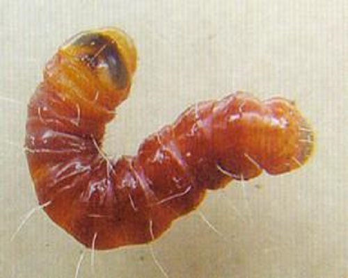 蘆筍木蠹娥,水溶肥生產(chǎn)廠家 蘆筍木蠹娥,水溶肥生產(chǎn)廠家