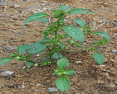 鐵莧菜,有機沖施肥