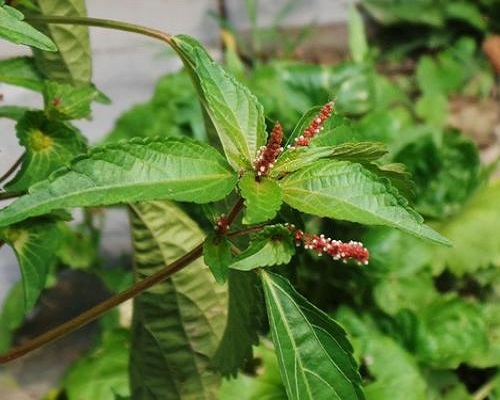 鐵莧菜,水溶肥廠家批發(fā)價格