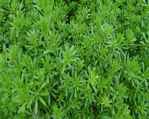 豬殃殃,品牌沖施肥價(jià)格