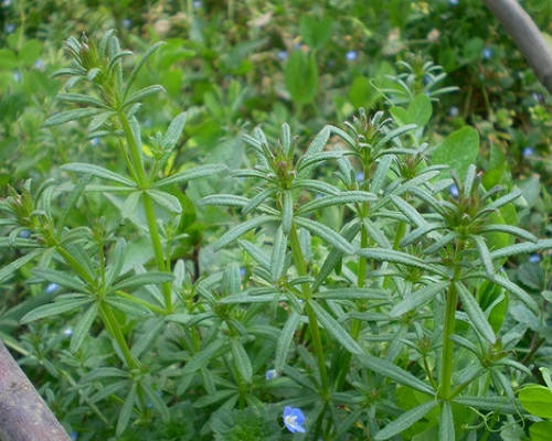 豬殃殃,中國(guó)最好的水溶肥