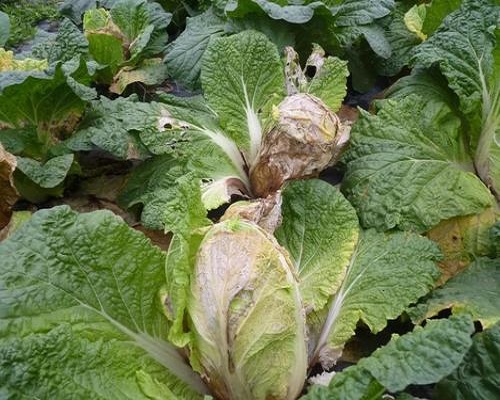 白菜細菌性軟腐病,沖施肥桶肥 白菜細菌性軟腐病,沖施肥桶肥