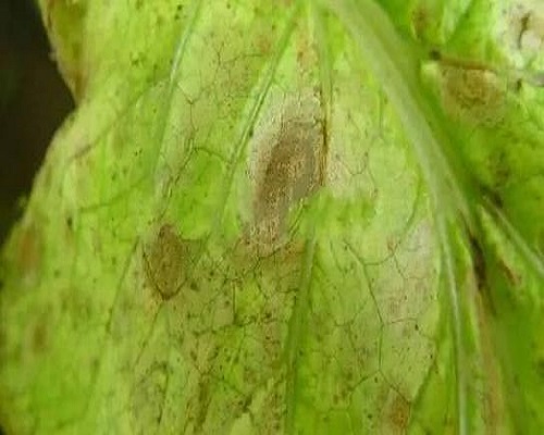 白菜細(xì)菌性葉斑病,世界最好的葉面肥 白菜細(xì)菌性葉斑病,世界最好的葉面肥