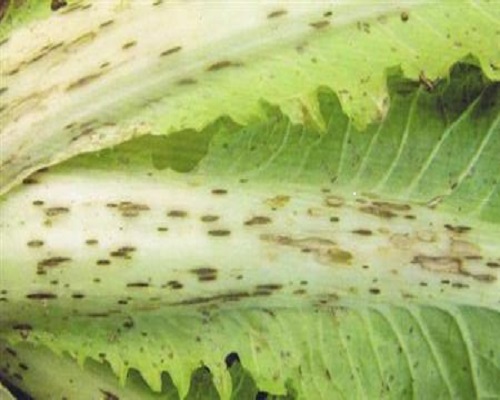 白菜疫病,沖施肥的價(jià)格