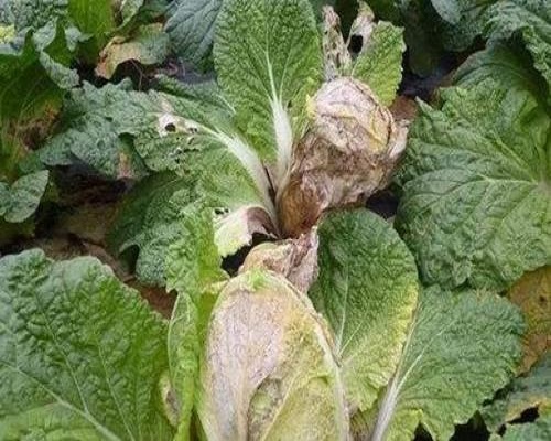 白菜缺錳,進口沖施肥 白菜缺錳,進口沖施肥