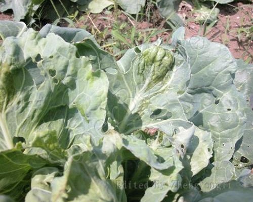 白菜缺鉬,大量元素水溶肥 白菜缺鉬,大量元素水溶肥