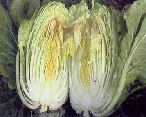 白菜干燒心病,水溶肥廠家