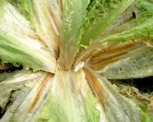 白菜爛葉,沖施肥價(jià)格