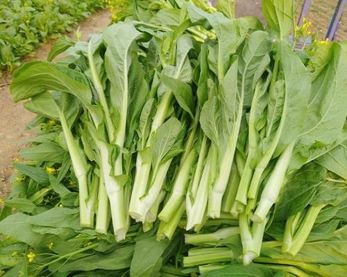 白菜黃葉,進口沖施肥
