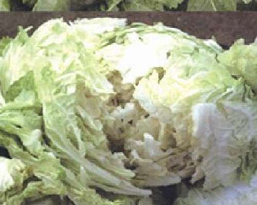白菜裂球,進(jìn)口葉面肥