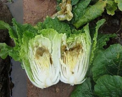 白菜干燒心,?；ū９~面肥