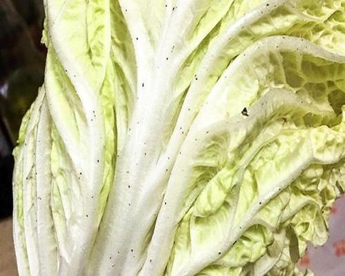 白菜葉片小黑點(diǎn),葉面肥廠家批發(fā)
