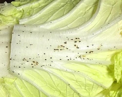 白菜葉片小黑點(diǎn),水溶肥批發(fā)