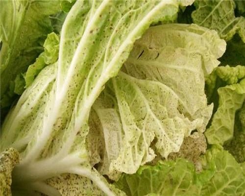 白菜葉片小黑點(diǎn),水溶肥價(jià)格
