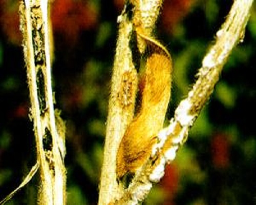 菌核病,沖施肥價格 菌核病,沖施肥價格