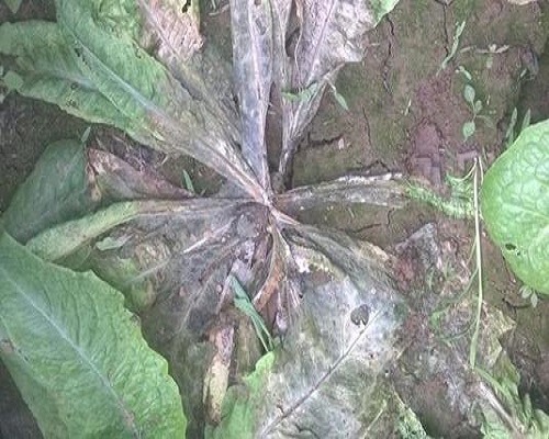 軟腐病,品牌沖施肥 軟腐病,品牌沖施肥