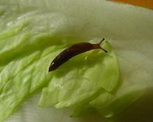 野蛞蝓,沖施肥生產(chǎn)廠家 野蛞蝓,沖施肥生產(chǎn)廠家