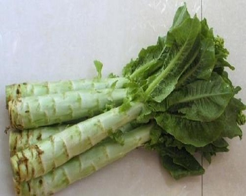 科興6號萵筍,高鉀水溶肥生產(chǎn)廠家