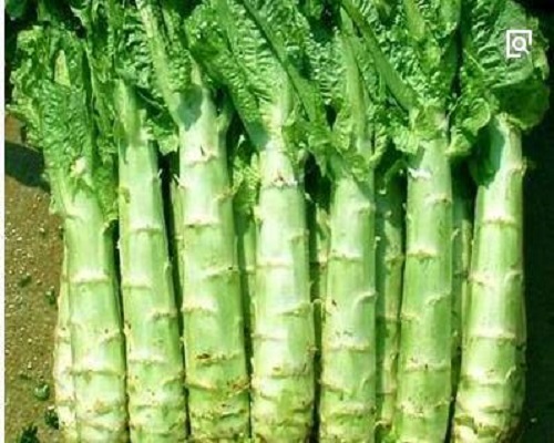科興6號萵筍,品牌沖施肥