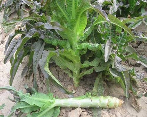 萵筍花葉皺縮,進口葉面肥 萵筍花葉皺縮,進口葉面肥