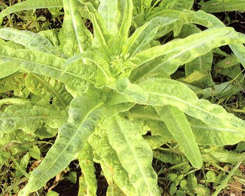 萵筍花葉皺縮,進(jìn)口沖施肥