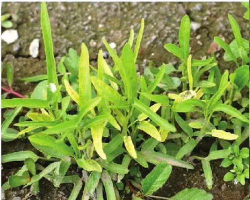 空心菜莖稈褐色腐爛,保花保果葉面肥