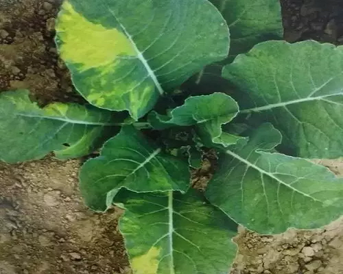 雍菜葉片褪綠,國內水溶肥廠家排名 雍菜葉片褪綠,國內水溶肥廠家排名