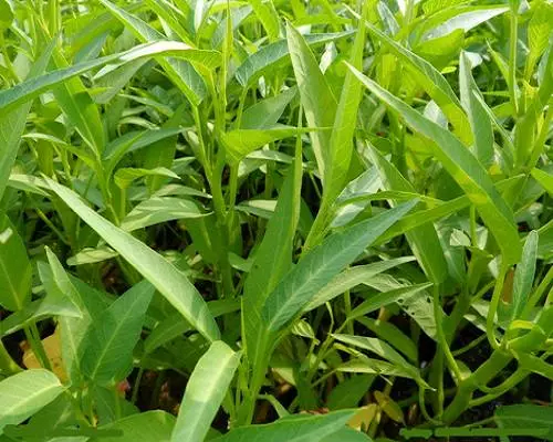 雍菜根莖枯死,噴施葉面肥 雍菜根莖枯死,噴施葉面肥