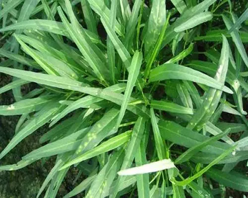 雍菜出現(xiàn)隆起狀皰斑,有機水溶肥 雍菜出現(xiàn)隆起狀皰斑,有機水溶肥
